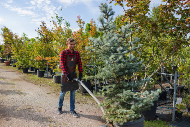 Professional Tree Removal and Landscaping Services in Buckeye Lake, OH